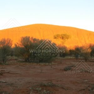 Golden sunrise light sweeping across the face of Uluru. Uluru–Kata Tjuta National Park, Australia.