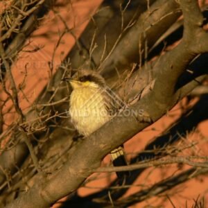 Spiny-cheeked Honeyeater perched in desert acacia near Uluru. Uluru–Kata Tjuta National Park, Australia.