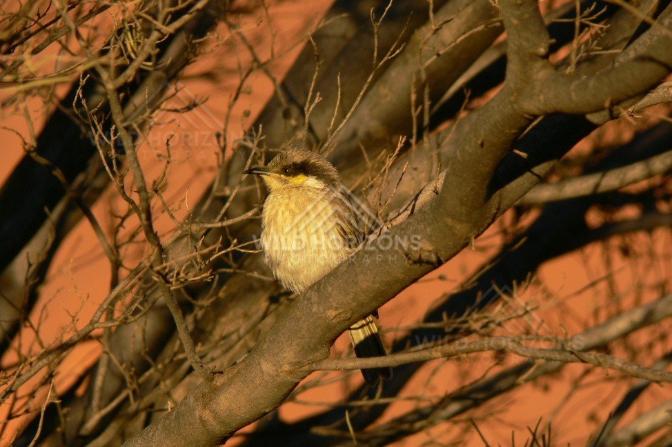 Spiny-cheeked Honeyeater perched in desert acacia near Uluru. Uluru–Kata Tjuta National Park, Australia.