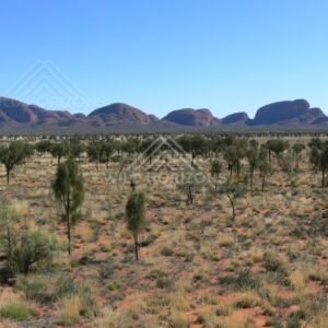 Distant view of Kata Tjuta rising from arid plains. Uluru–Kata Tjuta National Park, Australia.