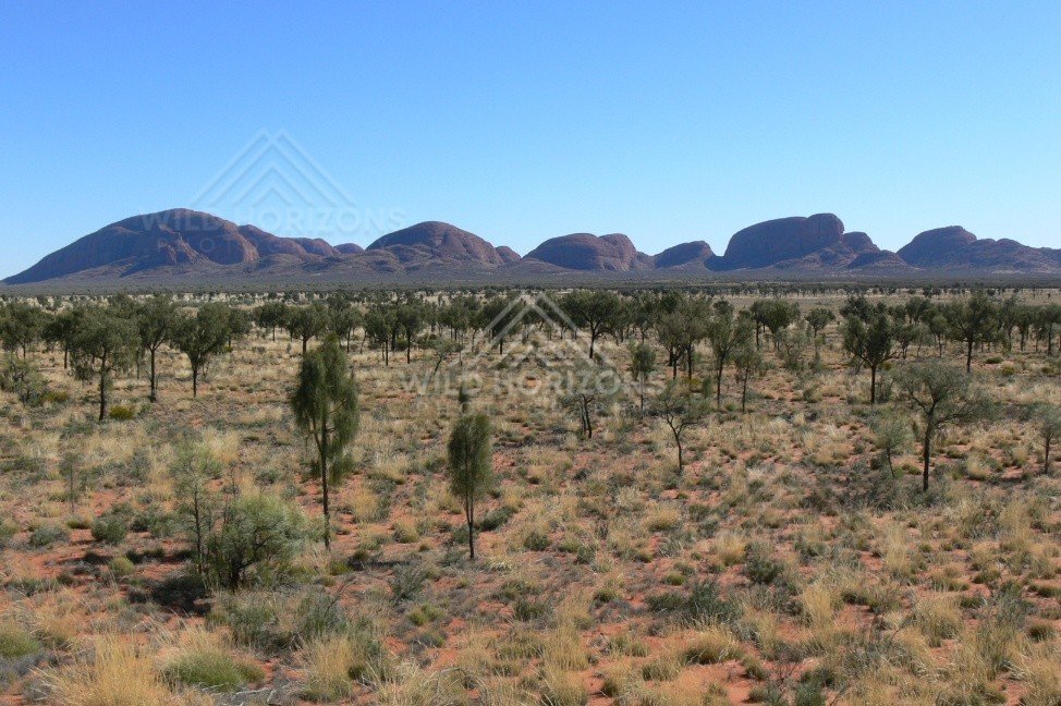 Distant view of Kata Tjuta rising from arid plains. Uluru–Kata Tjuta National Park, Australia.