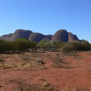 Kata Tjuta domes viewed across red sandy plains. Uluru–Kata Tjuta National Park, Australia.