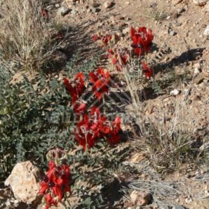 Sturt’s Desert Pea flowering on arid ground. Uluru–Kata Tjuta National Park, Australia.