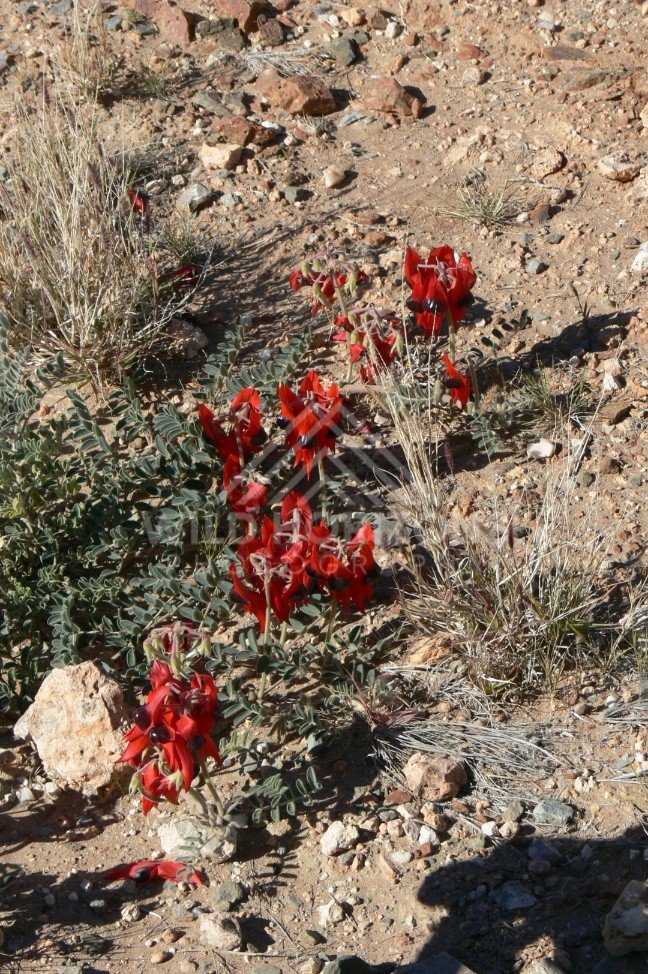 Sturt’s Desert Pea flowering on arid ground. Uluru–Kata Tjuta National Park, Australia.