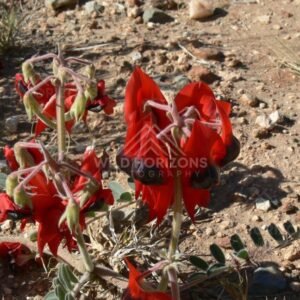 Close view of Sturt’s Desert Pea blossoms in red earth. Uluru–Kata Tjuta National Park, Australia.