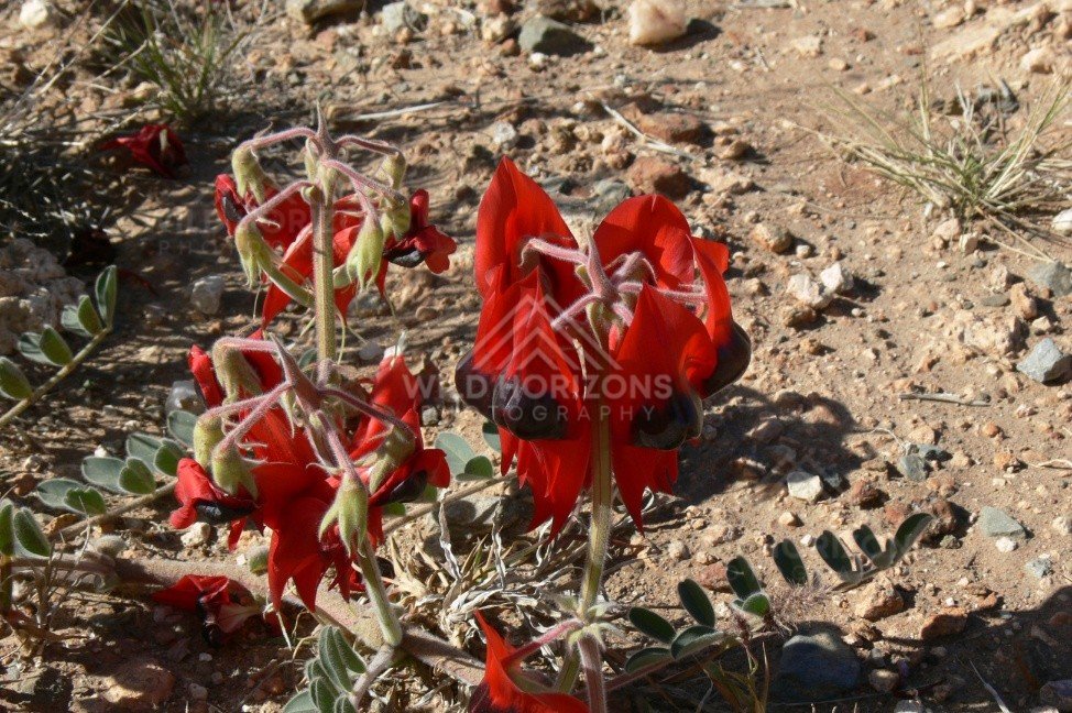 Close view of Sturt’s Desert Pea blossoms in red earth. Uluru–Kata Tjuta National Park, Australia.