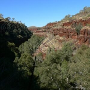 Shaded pool known as the Garden of Eden surrounded by cycads and palms. Watarrka National Park, Australia.