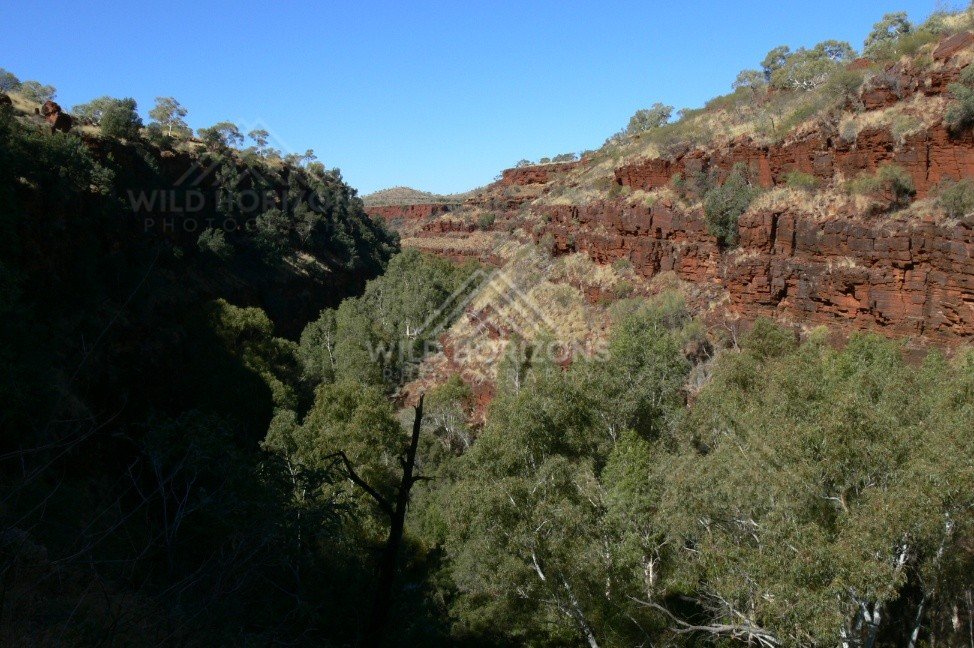 Shaded pool known as the Garden of Eden surrounded by cycads and palms. Watarrka National Park, Australia.