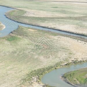 Australian pelicans resting along a Channel Country river bend. Cooper Creek Region, Australia.