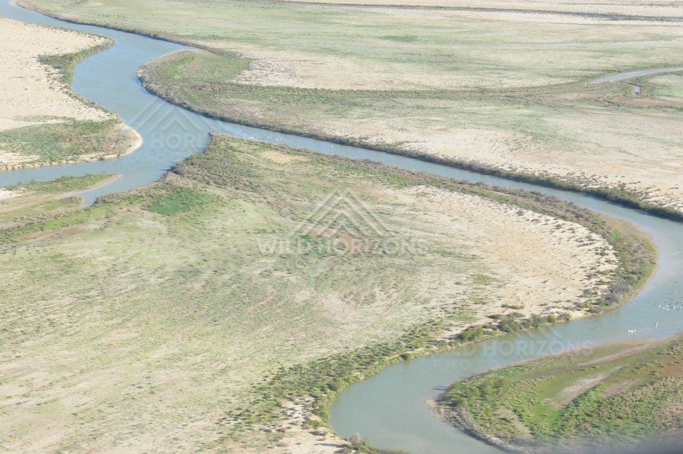 Australian pelicans resting along a Channel Country river bend. Cooper Creek Region, Australia.