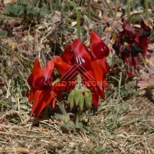 Red desert pea (Swainsona formosa) flowering on sandy ground. Central Australia, Australia.