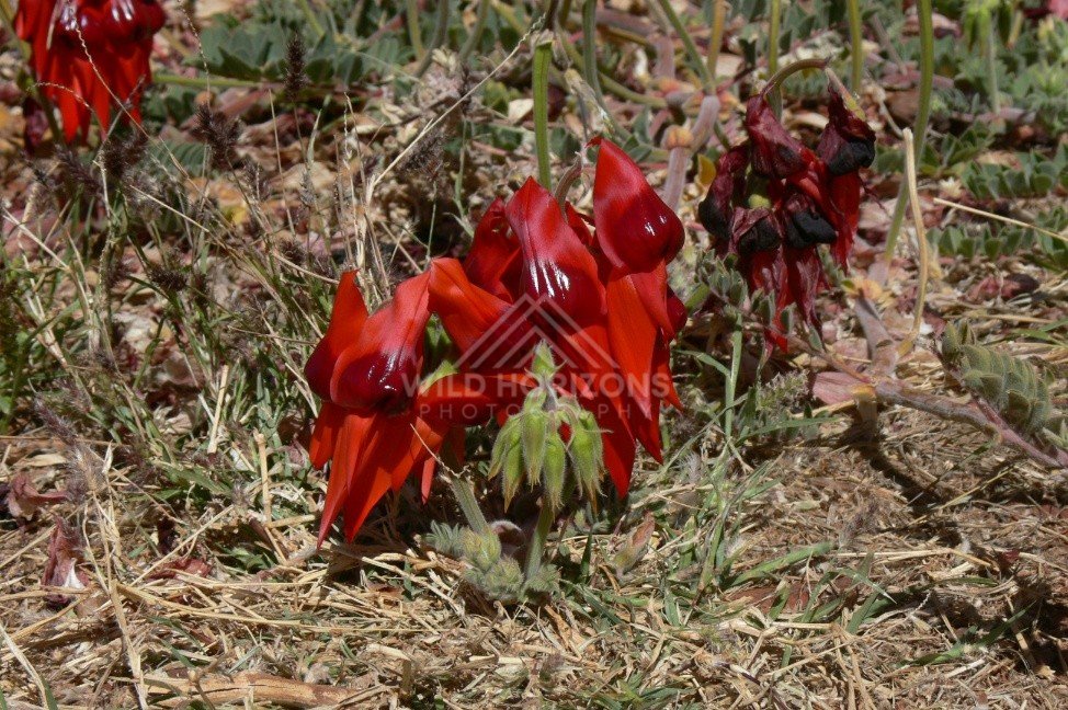 Red desert pea (Swainsona formosa) flowering on sandy ground. Central Australia, Australia.