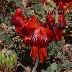 Cluster of red desert pea (Swainsona formosa) blooms among arid groundcover. Central Australia, Australia.