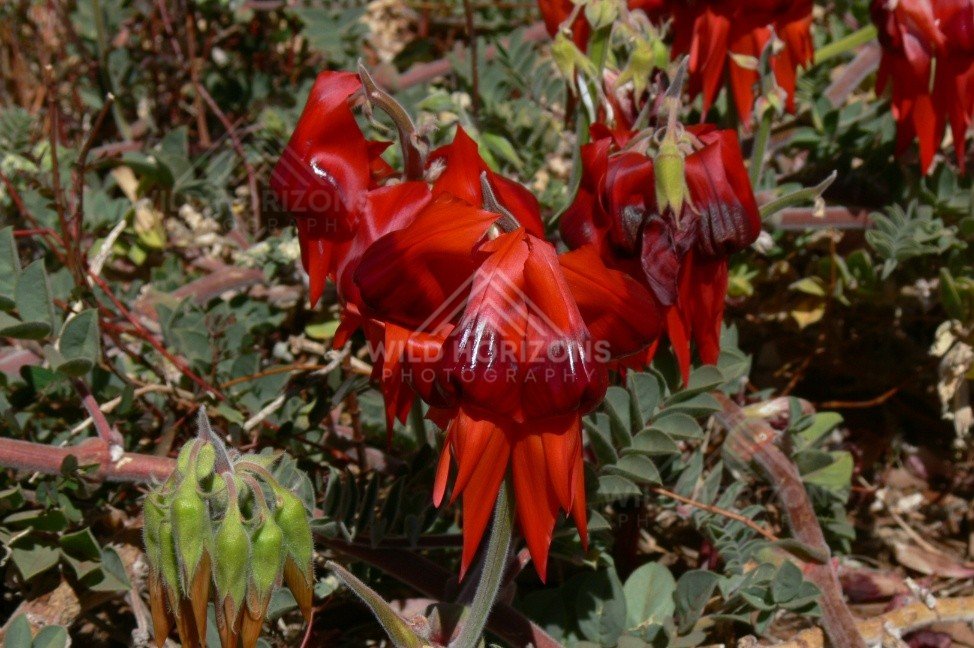 Cluster of red desert pea (Swainsona formosa) blooms among arid groundcover. Central Australia, Australia.
