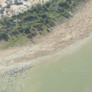Waterbirds congregating on a sandy river margin. Channel Country, Australia.