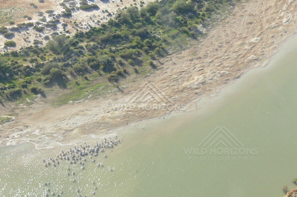 Waterbirds congregating on a sandy river margin. Channel Country, Australia.