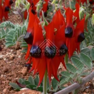 Sturt’s Desert Pea in bloom on Pilbara red earth. Karijini region, Australia.
