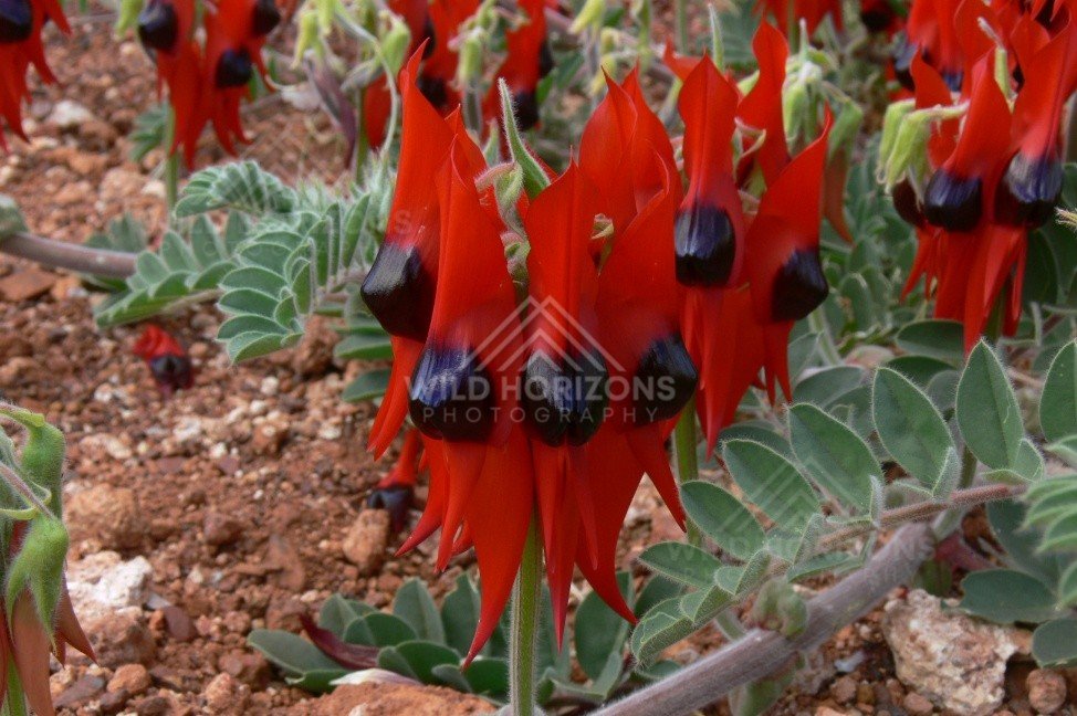 Sturt’s Desert Pea in bloom on Pilbara red earth. Karijini region, Australia.