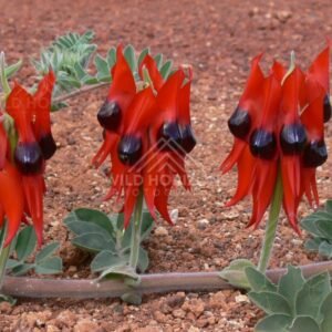Cluster of Sturt’s Desert Pea on stony Pilbara ground. Karijini region, Australia.