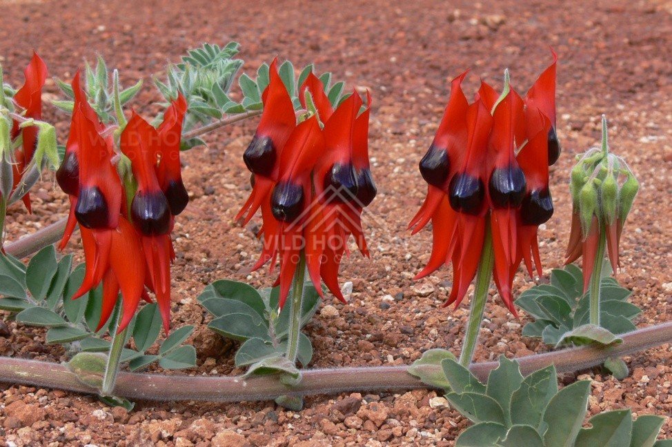 Cluster of Sturt’s Desert Pea on stony Pilbara ground. Karijini region, Australia.