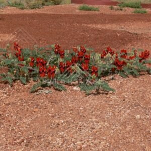 Sturt’s Desert Pea colony beside an outback track. Pilbara, Australia.