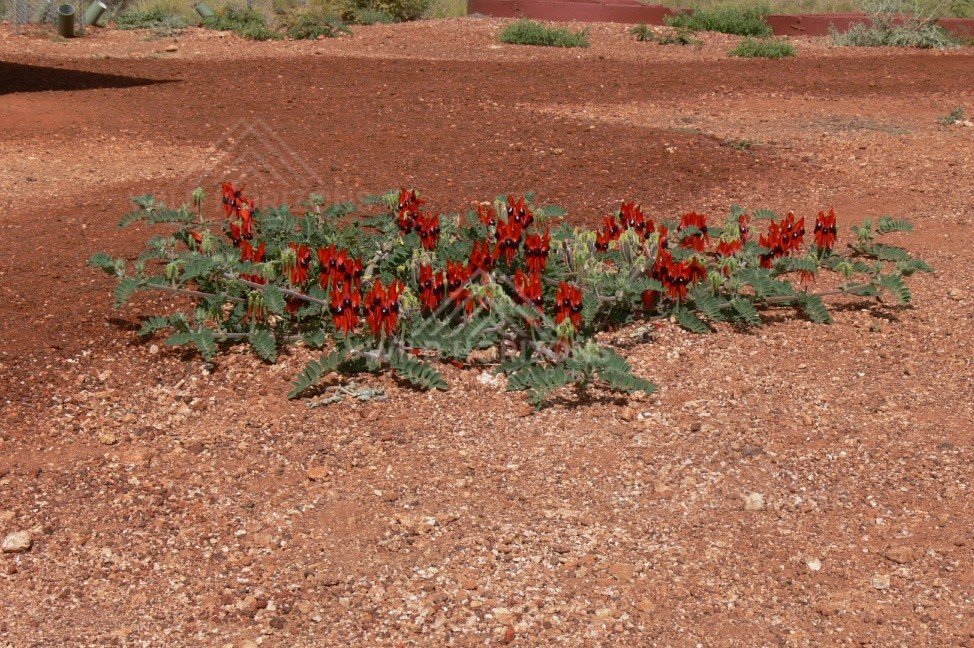 Sturt’s Desert Pea colony beside an outback track. Pilbara, Australia.