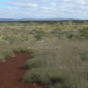 Spinifex plains near the Great Central Road. Western Australia, Australia.
