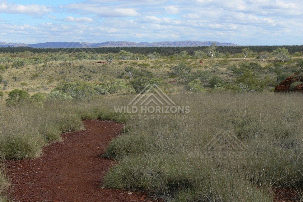 Spinifex plains near the Great Central Road. Western Australia, Australia.