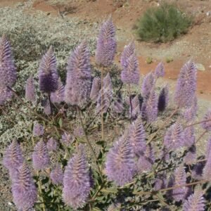 Purple Mulla Mulla flowers on red desert soil. Western Australia, Australia.