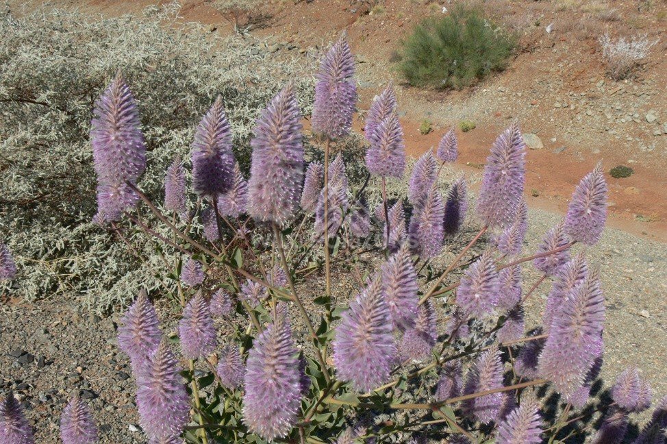 Purple Mulla Mulla flowers on red desert soil. Western Australia, Australia.