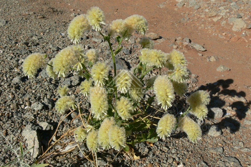 Native Saltbush with yellow flower heads on desert flats. Pilbara, Australia.