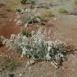 Desert Cassia shrub on ironstone ground. Pilbara, Australia.