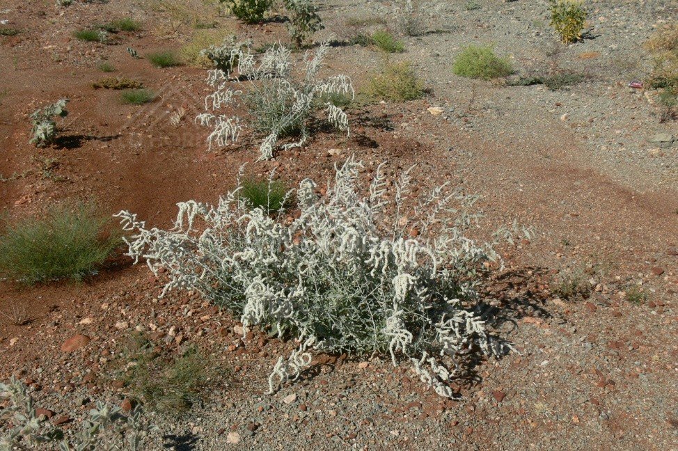 Desert Cassia shrub on ironstone ground. Pilbara, Australia.