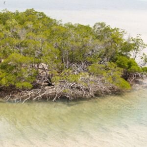 Small mangrove island surrounded by shallow water. Cape York, Queensland, Australia.