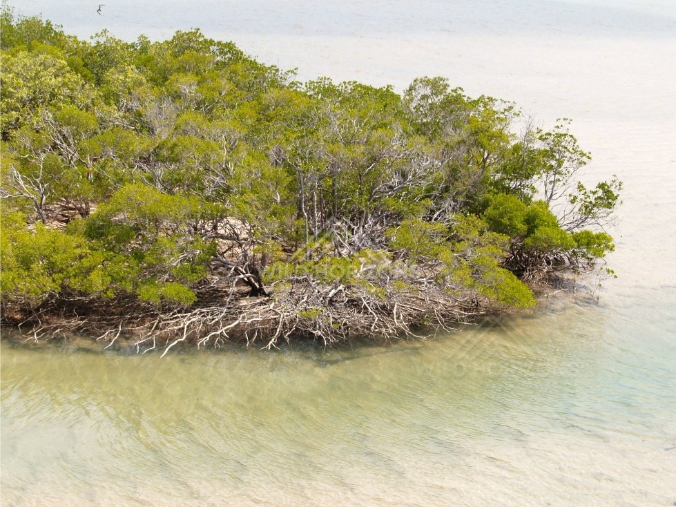 Small mangrove island surrounded by shallow water. Cape York, Queensland, Australia.