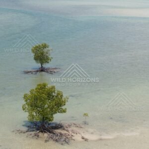 Two mangrove trees isolated on a sand bar in turquoise sea. Cape York, Queensland, Australia.