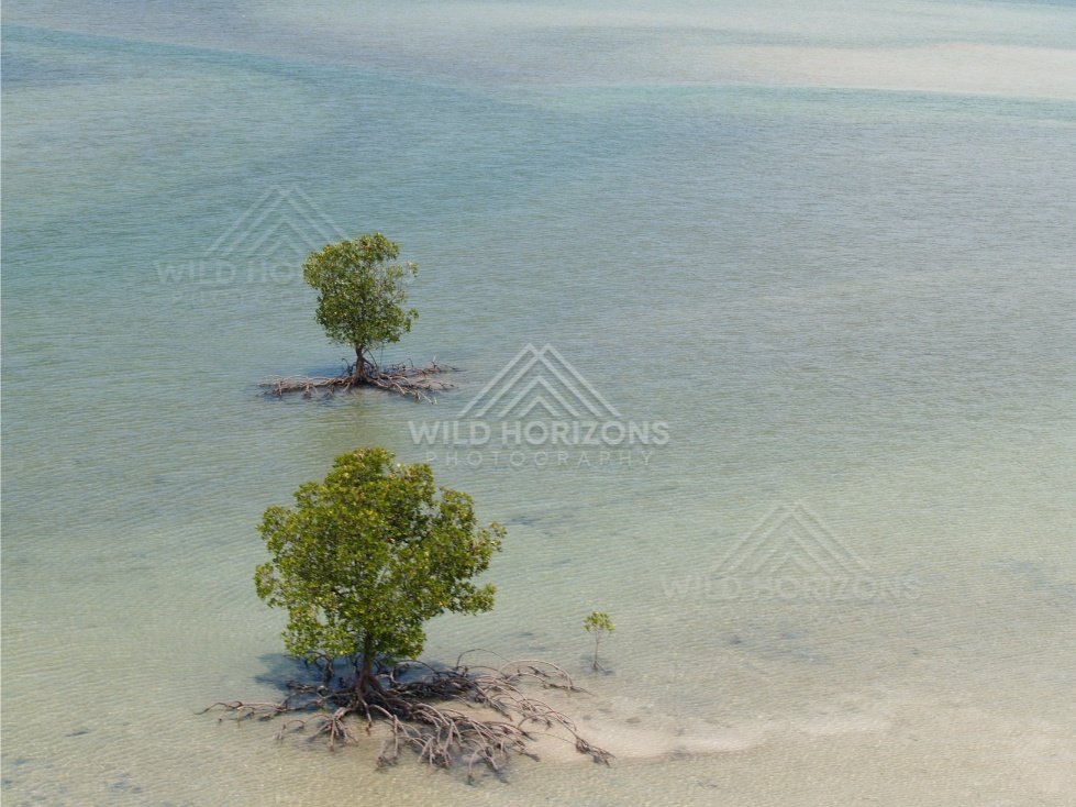 Two mangrove trees isolated on a sand bar in turquoise sea. Cape York, Queensland, Australia.