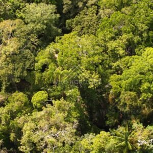 Dense tropical canopy photographed from above. Narau Beach, Queensland, Australia.