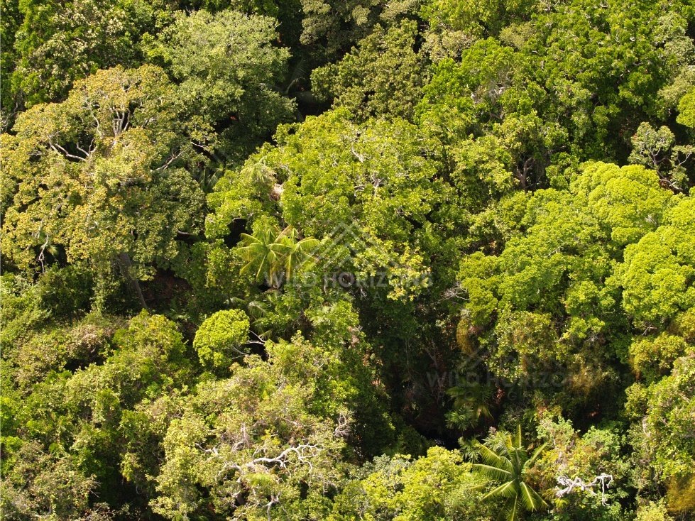 Dense tropical canopy photographed from above. Narau Beach, Queensland, Australia.
