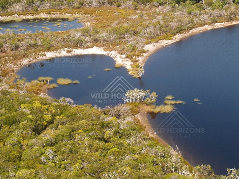 Dark freshwater pool with paperbarks. Narau Beach, Queensland, Australia.