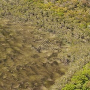 Shallow marshland with patterned vegetation. Narau Beach, Queensland, Australia.