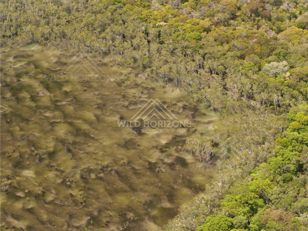 Shallow marshland with patterned vegetation. Narau Beach, Queensland, Australia.