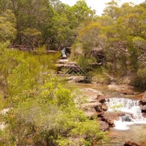 Creek with gentle cascade and paperbarks. Fruitbat Falls, Queensland, Australia.