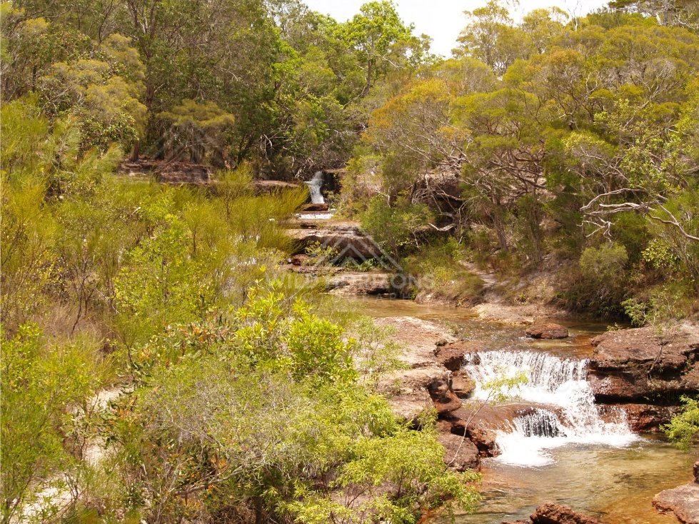 Creek with gentle cascade and paperbarks. Fruitbat Falls, Queensland, Australia.