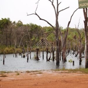 Flooded lagoon with dead trees in water. Iron Range, Queensland, Australia.