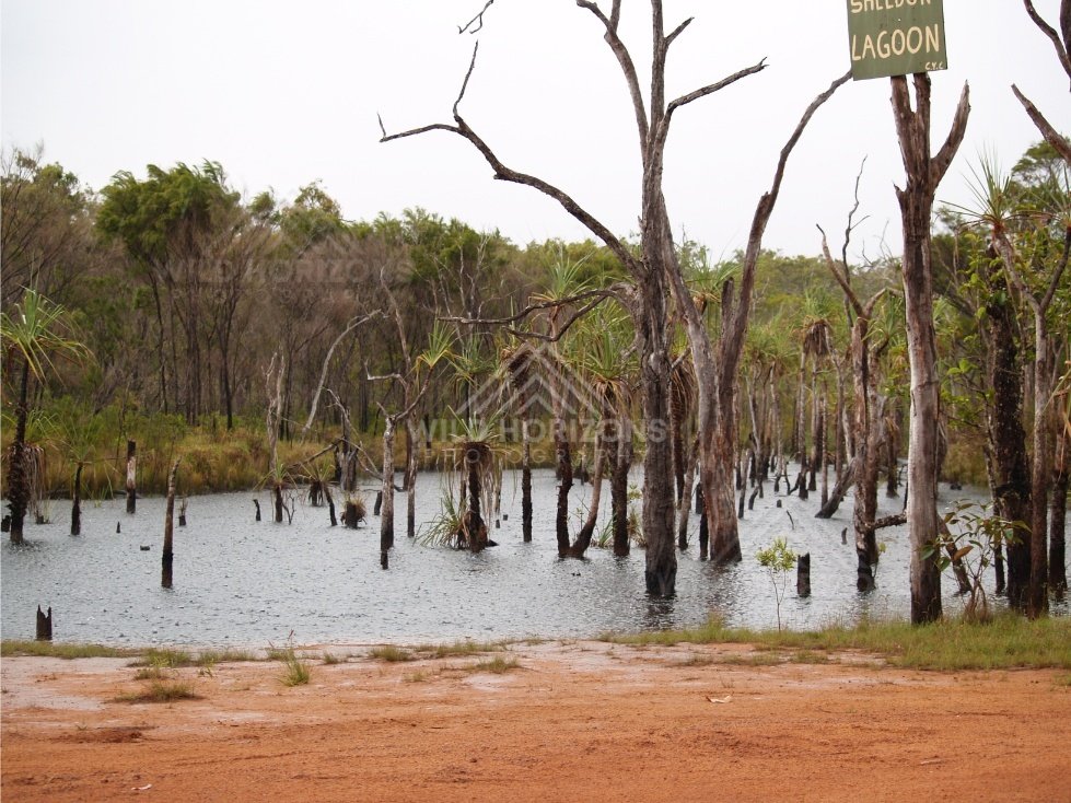 Flooded lagoon with dead trees in water. Iron Range, Queensland, Australia.