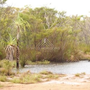 Billabong with pandanus and paperbarks. Iron Range, Queensland, Australia.