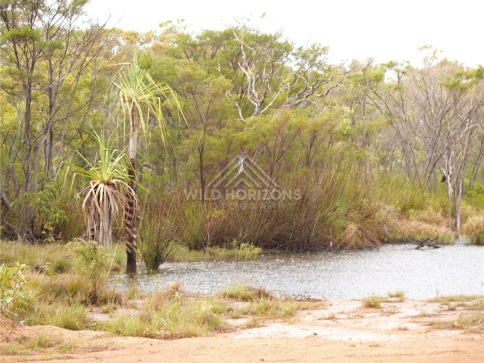 Billabong with pandanus and paperbarks. Iron Range, Queensland, Australia.