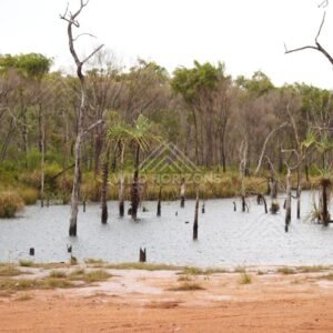 Wetland with trunks in shallow water. Iron Range, Queensland, Australia.