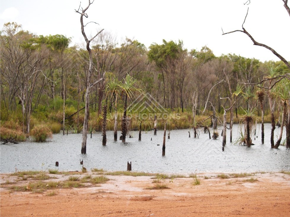 Wetland with trunks in shallow water. Iron Range, Queensland, Australia.